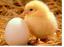 Akıl Sağlığı: Tavuk ve Yumurta