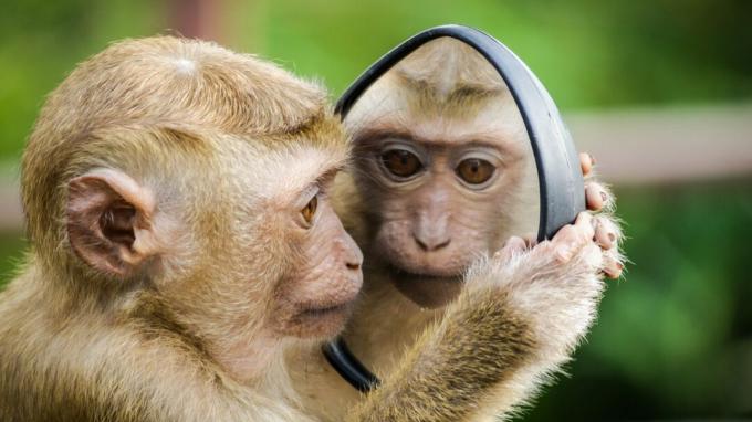 Aynaya bakan maymun