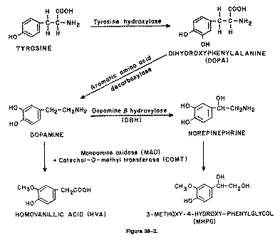 L Tirosin Biyokimyasal Proses