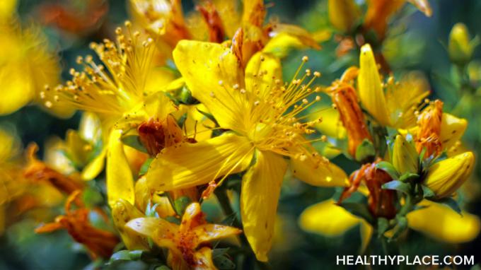 John's Wort, hafif ila orta derecede depresyon için alternatif bir zihinsel sağlık bitkisel tedavisidir. John's Wort kullanımı, dozu, yan etkileri hakkında bilgi edinin.